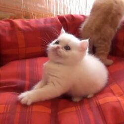 Very Cute Kitten   Cute Kittens Doing Funny Things   Funny kittens