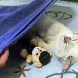 Le chaton le plus mignon du monde… Aller, fait dodo!